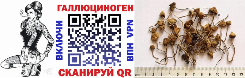 это телеграм  Камбарка  Псилоцибиновые грибы Cubensis 